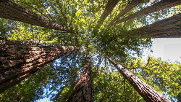 How Our Tree Care Process Works  in West Bay Shore, NY